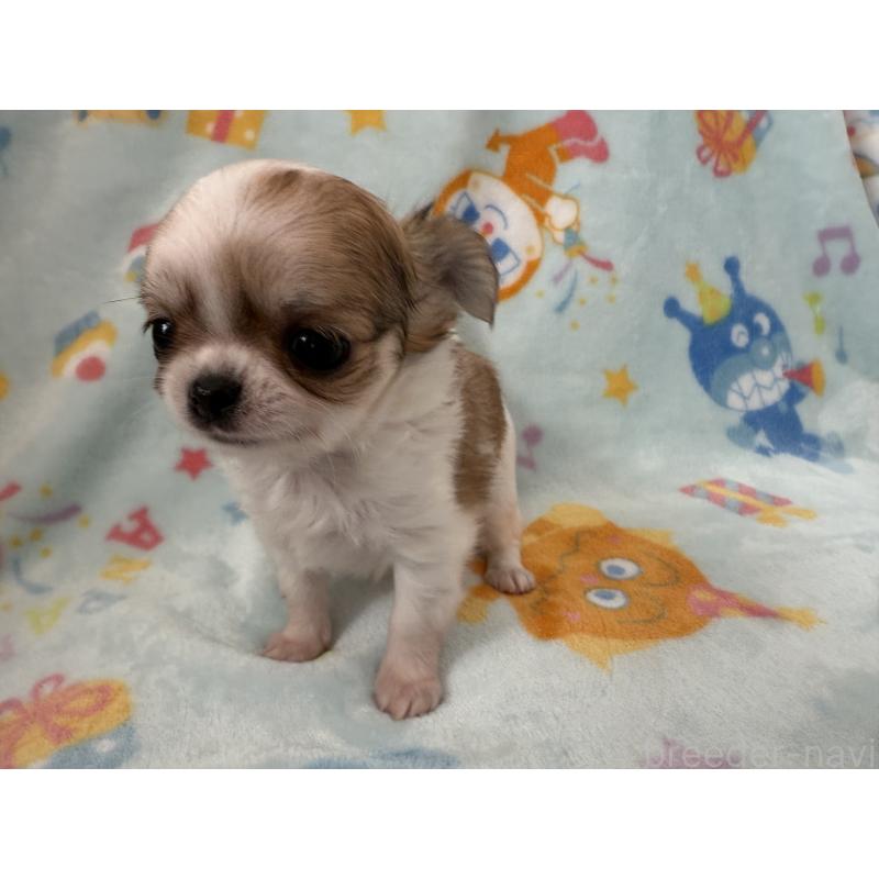 販売中の埼玉県のチワワ(ロングコート)-434250の7枚目