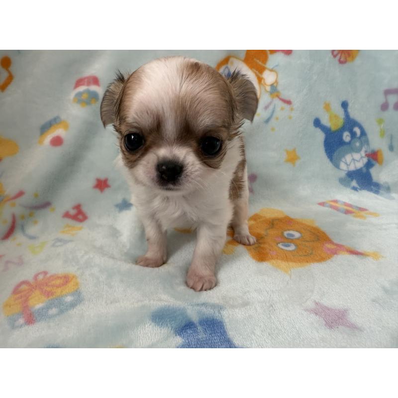 販売中の埼玉県のチワワ(ロングコート)-434250の6枚目