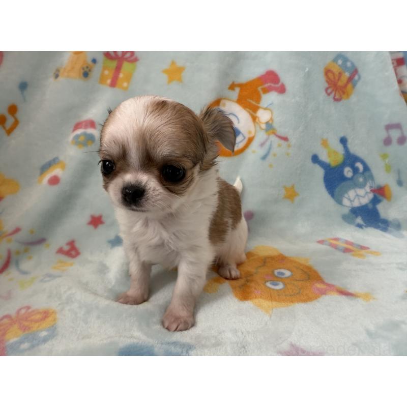 販売中の埼玉県のチワワ(ロングコート)-434250の5枚目