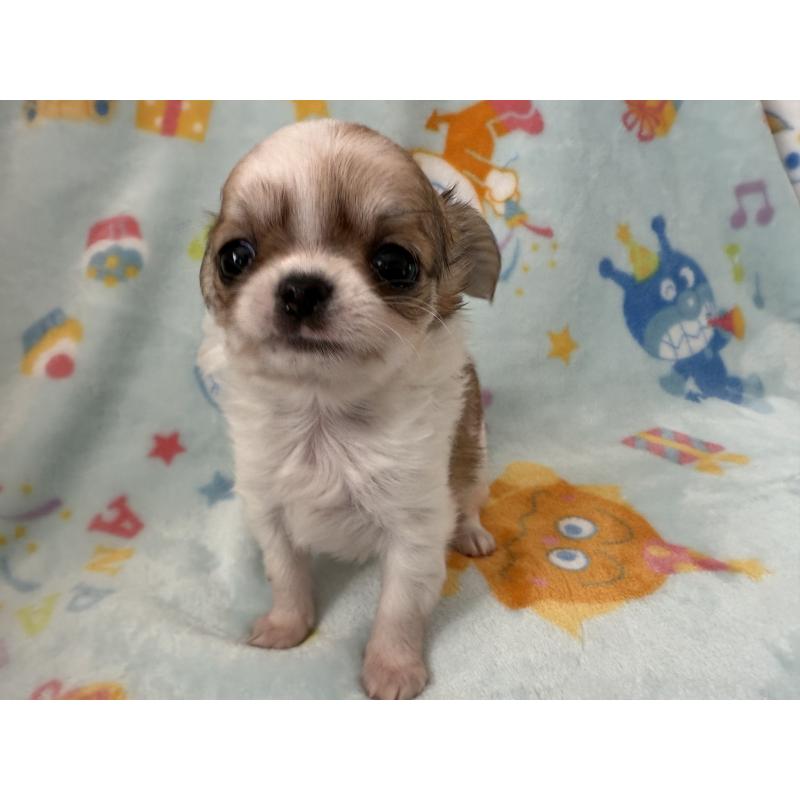 販売中の埼玉県のチワワ(ロングコート)-434250の4枚目