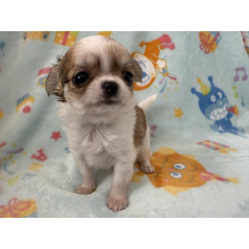 販売中の埼玉県のチワワ(ロングコート)-434250の3枚目