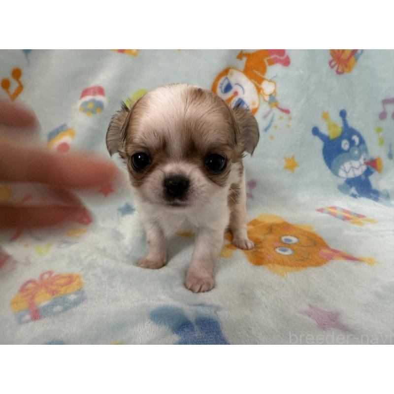 販売中の埼玉県のチワワ(ロングコート)-434250の2枚目