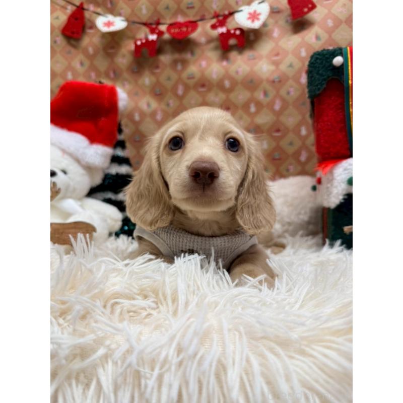 販売中の山形県のカニンヘンダックスフンド(ロングヘアード)-433127