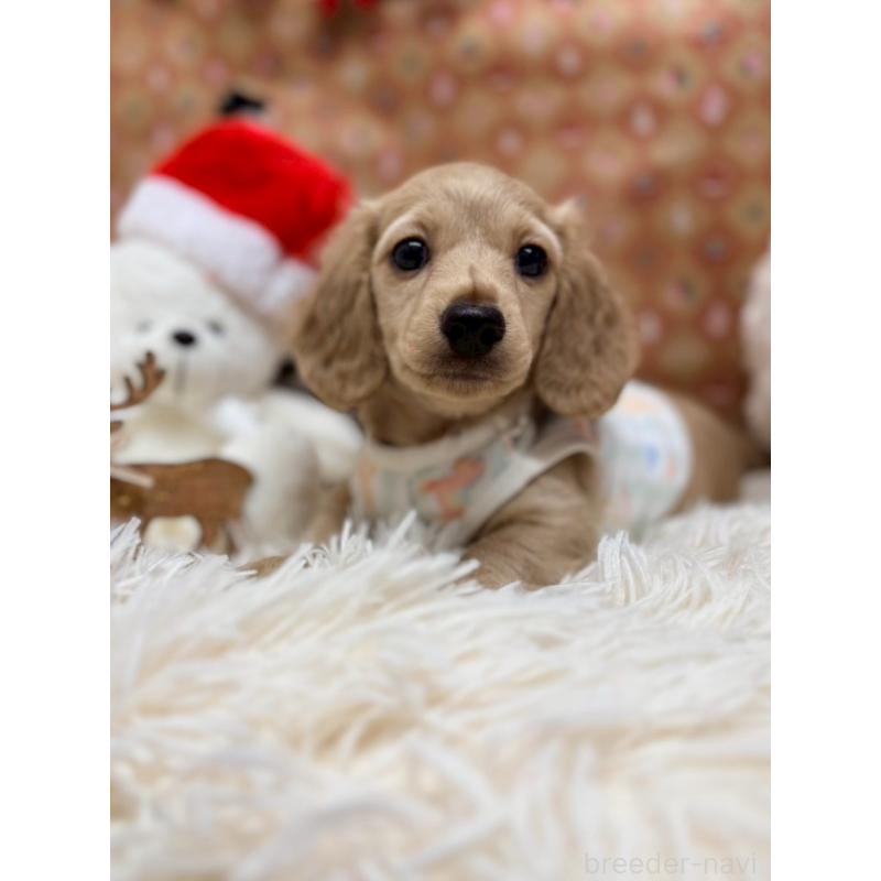 販売中の山形県のカニンヘンダックスフンド(ロングヘアード)-433129