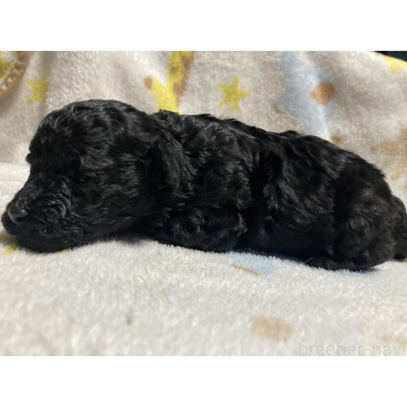 販売中の埼玉県のトイプードル-431641の6枚目