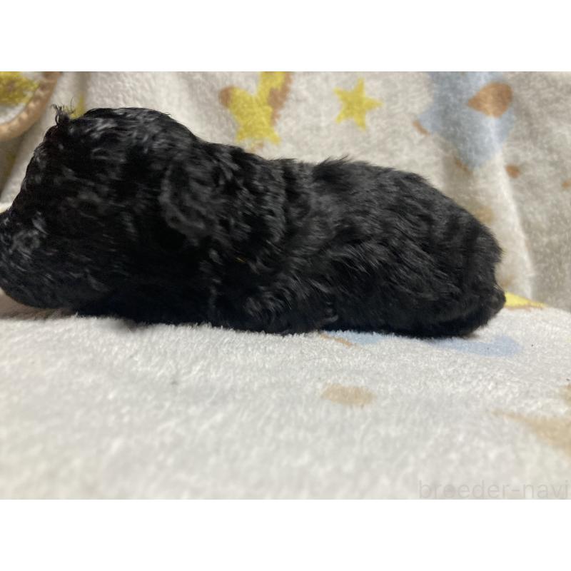 販売中の埼玉県のトイプードル-431638の6枚目