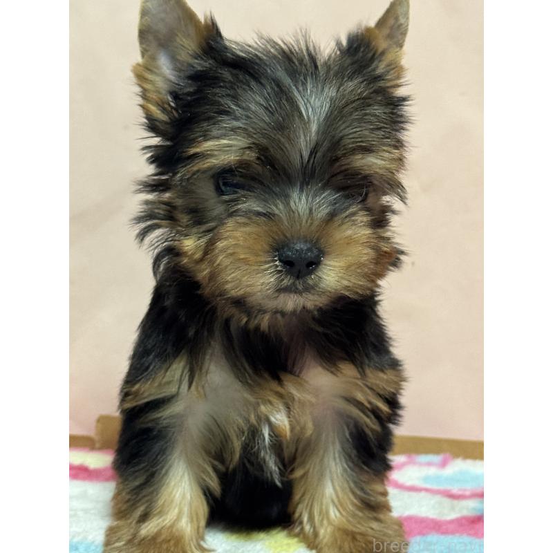 販売中の広島県のヨークシャーテリア-434114の1枚目