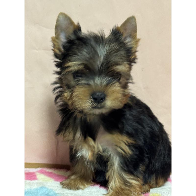 販売中の広島県のヨークシャーテリア-434114の4枚目