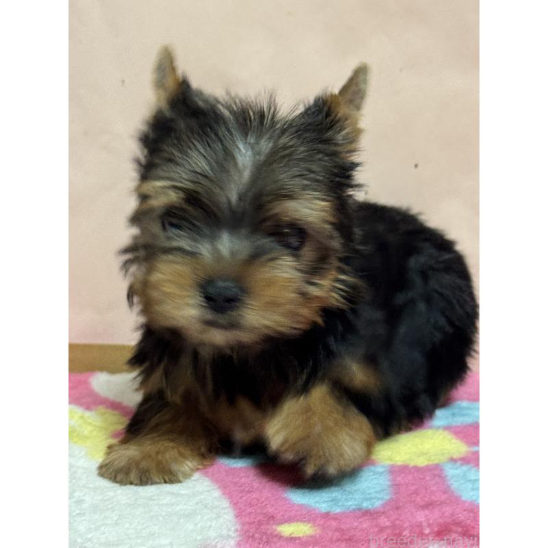 販売中の広島県のヨークシャーテリア-434114の3枚目