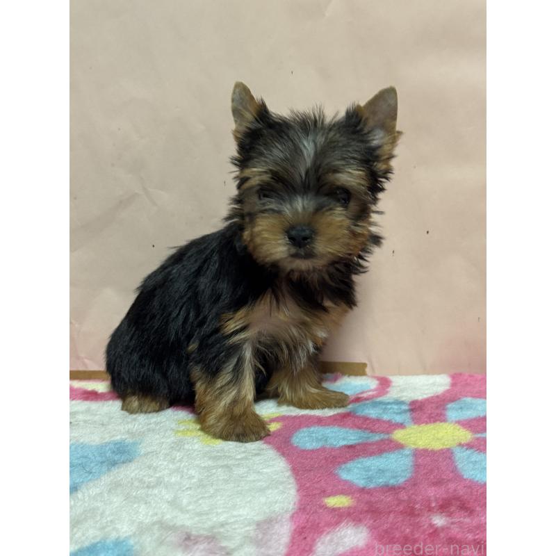 販売中の広島県のヨークシャーテリア-434114の2枚目