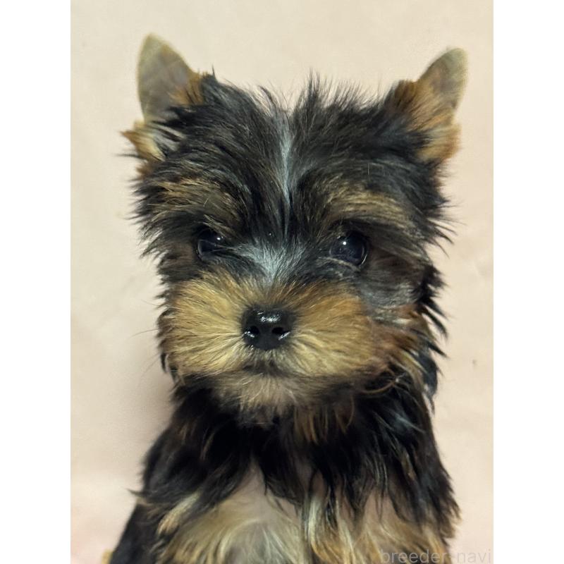 販売中の広島県のヨークシャーテリア-434115の1枚目