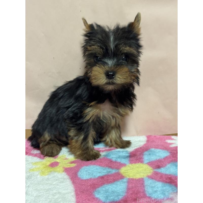 販売中の広島県のヨークシャーテリア-434115の4枚目