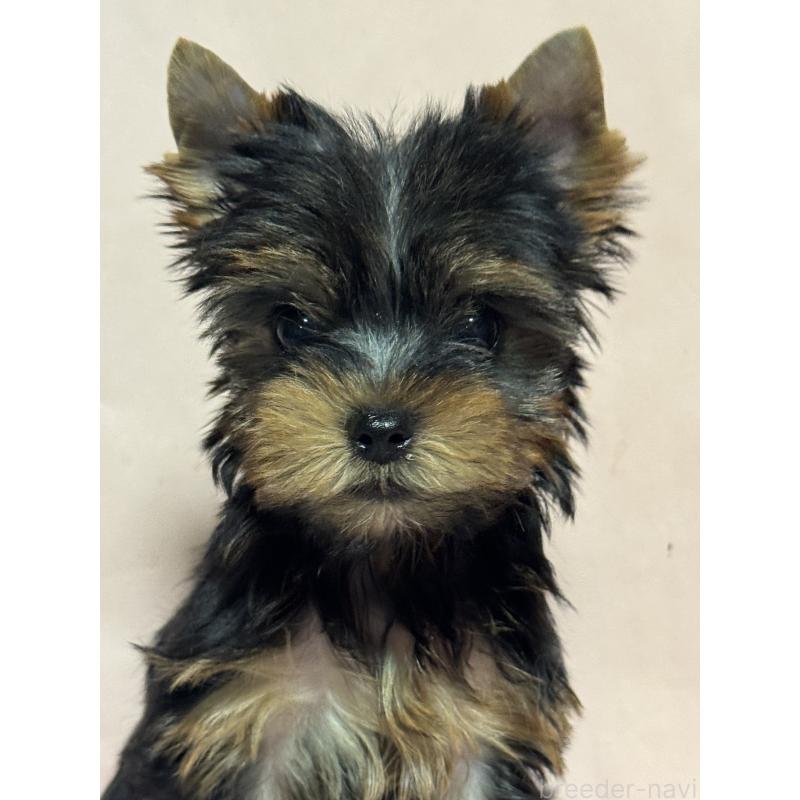 販売中の広島県のヨークシャーテリア-434115の3枚目