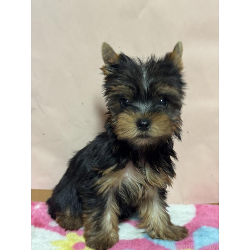 販売中の広島県のヨークシャーテリア-434115の2枚目