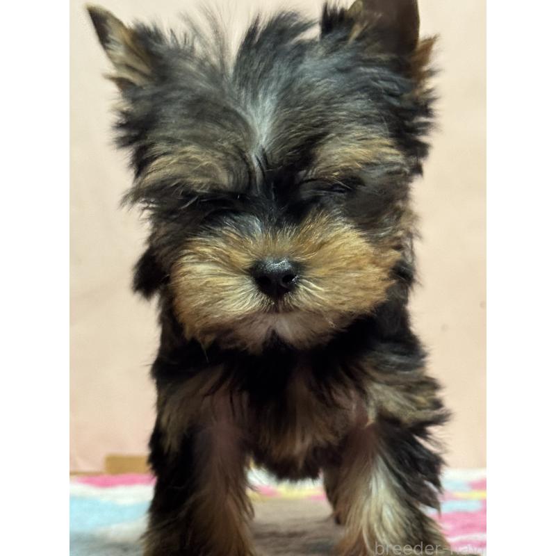 販売中の広島県のヨークシャーテリア-434116