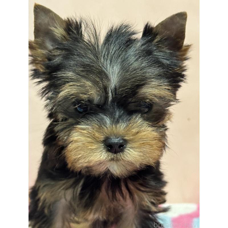 販売中の広島県のヨークシャーテリア-434116の5枚目