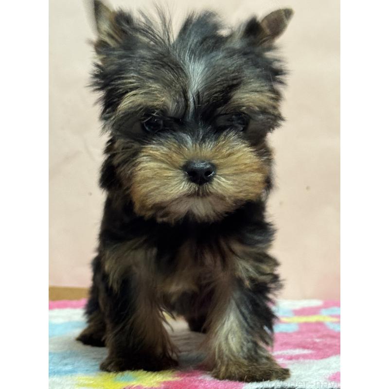 販売中の広島県のヨークシャーテリア-434116の3枚目