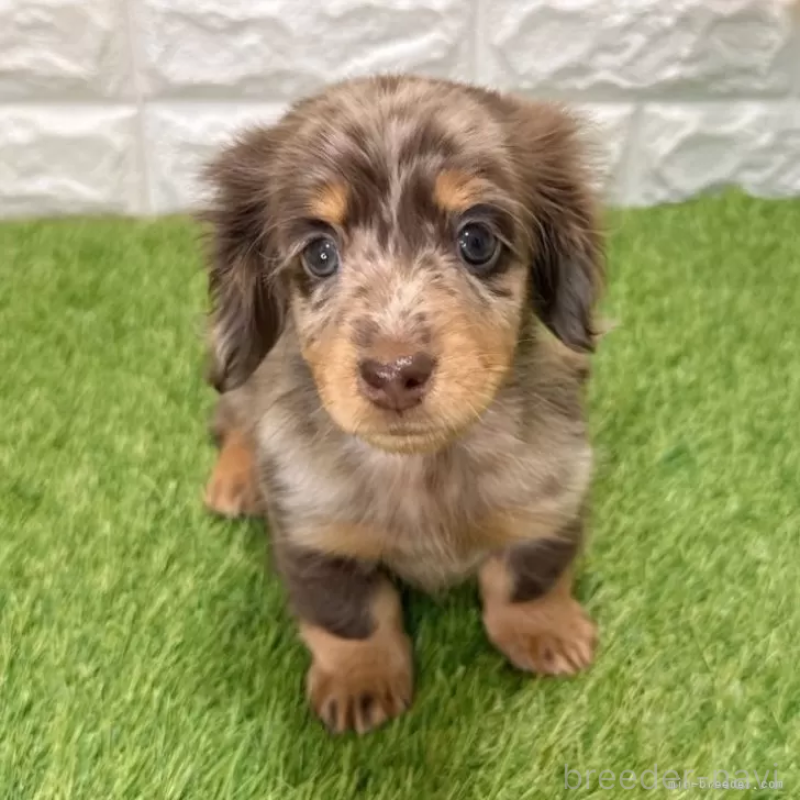 販売中の愛知県のミニチュアダックスフンド(ロングヘアード)-427718