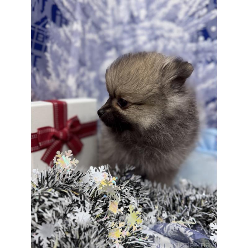 販売中の愛媛県のポメラニアン-426751の6枚目