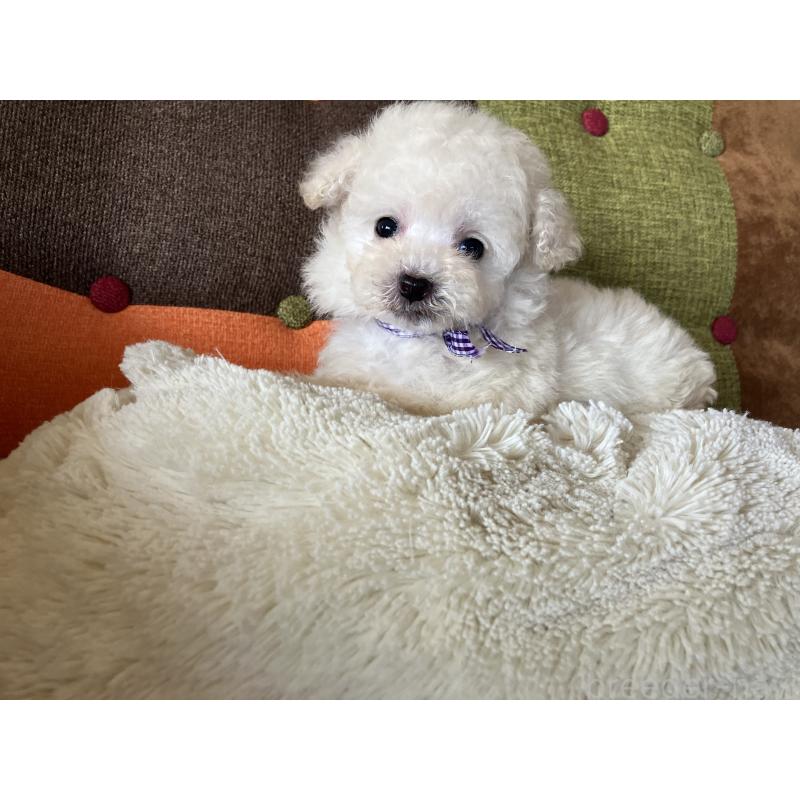 販売中の福岡県のタイニープードル-434251の12枚目