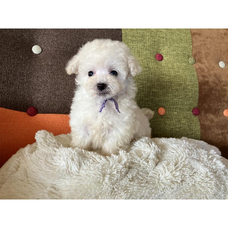 販売中の福岡県のタイニープードル-434251の11枚目