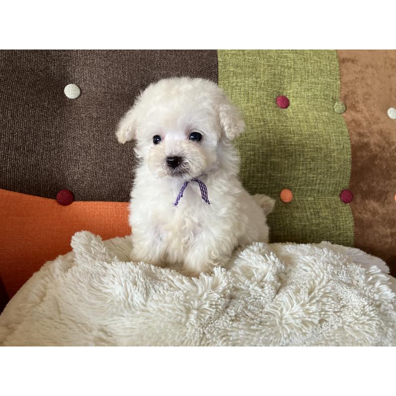 販売中の福岡県のタイニープードル-434251の10枚目