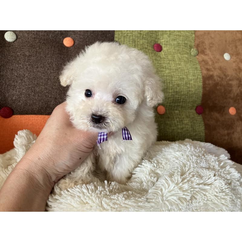 販売中の福岡県のタイニープードル-434251の9枚目