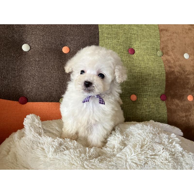 販売中の福岡県のタイニープードル-434251の8枚目