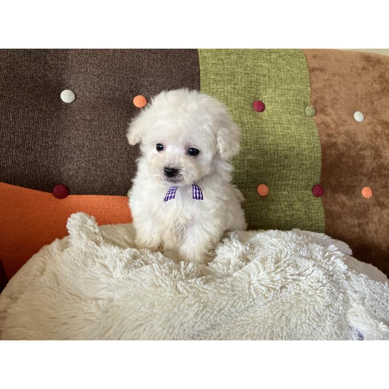 販売中の福岡県のタイニープードル-434251の7枚目