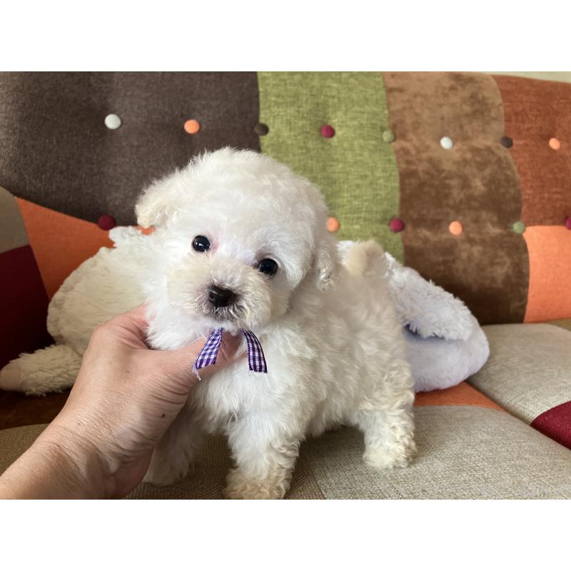 販売中の福岡県のタイニープードル-434251の6枚目