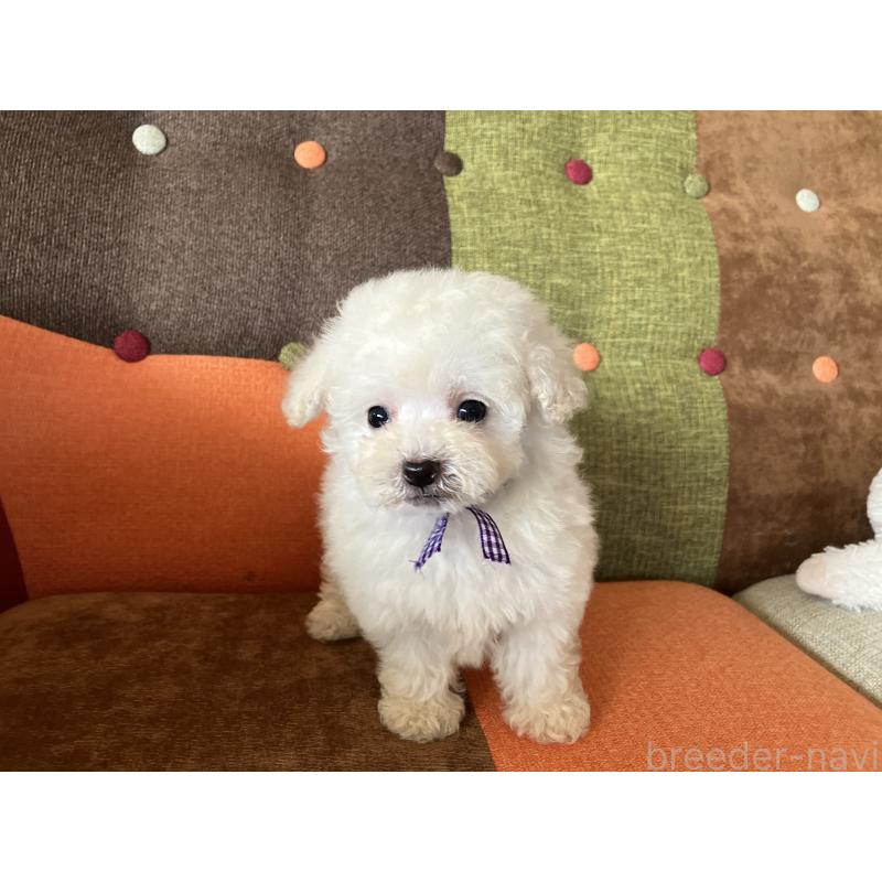 販売中の福岡県のタイニープードル-434251の5枚目