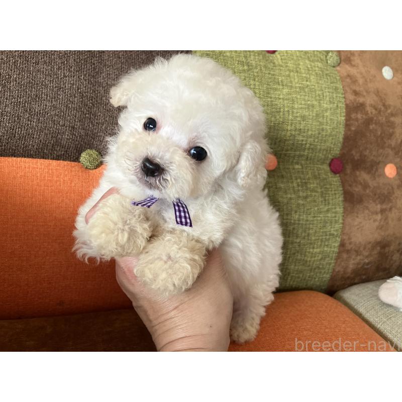 販売中の福岡県のタイニープードル-434251の4枚目