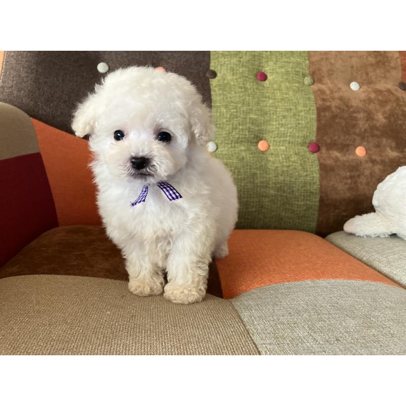 販売中の福岡県のタイニープードル-434251の3枚目