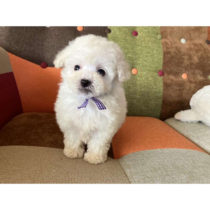 販売中の福岡県のタイニープードル-434251の2枚目