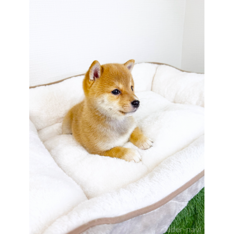 商談中の広島県の豆柴-427072の3枚目