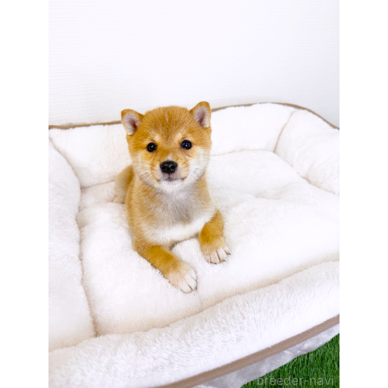 商談中の広島県の豆柴-427072の2枚目