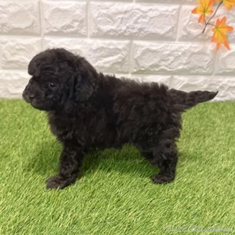 販売中の愛知県のトイプードル-434252の5枚目