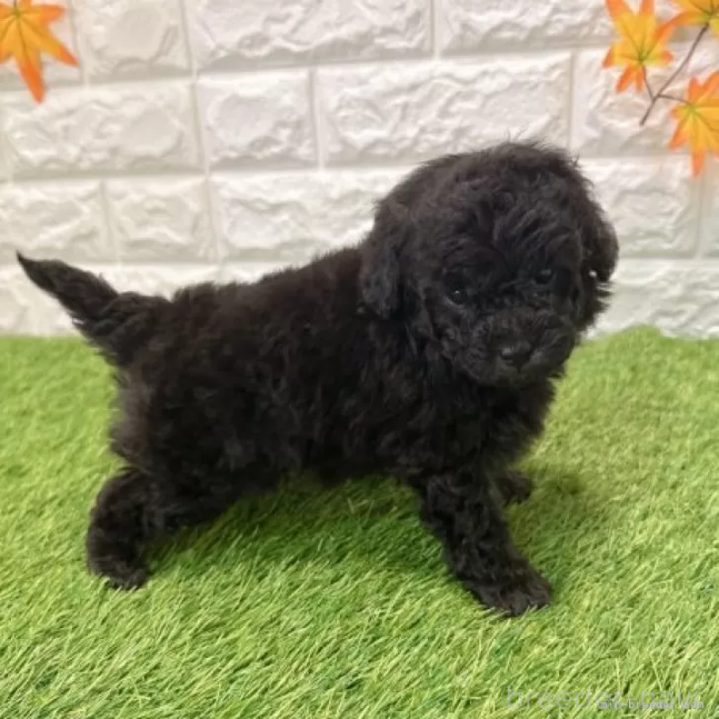 販売中の愛知県のトイプードル-434252の4枚目