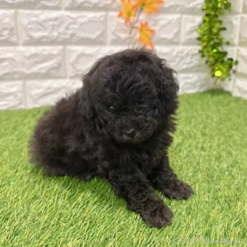 販売中の愛知県のトイプードル-434252の3枚目