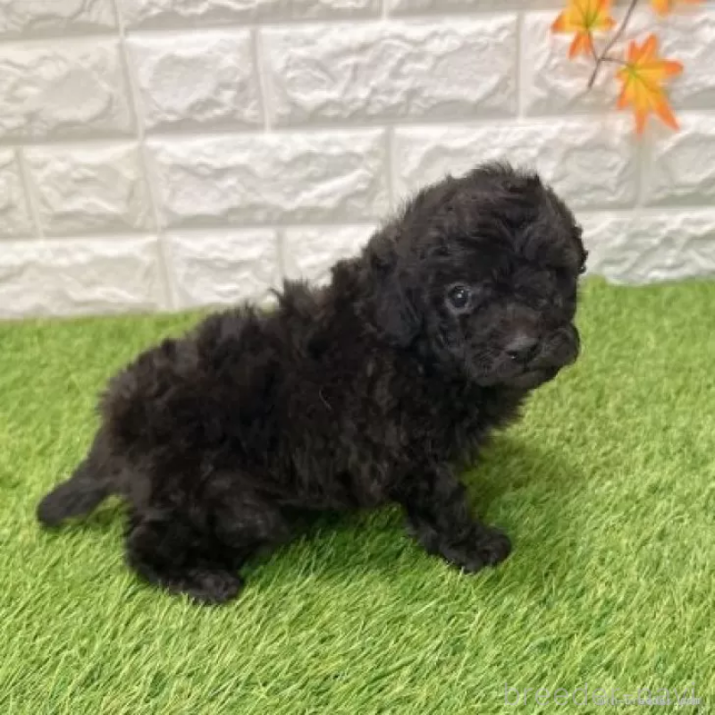 販売中の愛知県のトイプードル-434255の5枚目