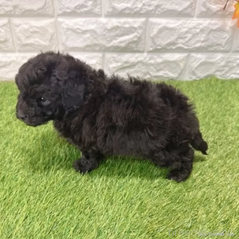 販売中の愛知県のトイプードル-434255の4枚目