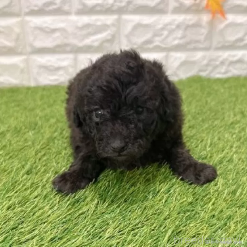 販売中の愛知県のトイプードル-434255の3枚目