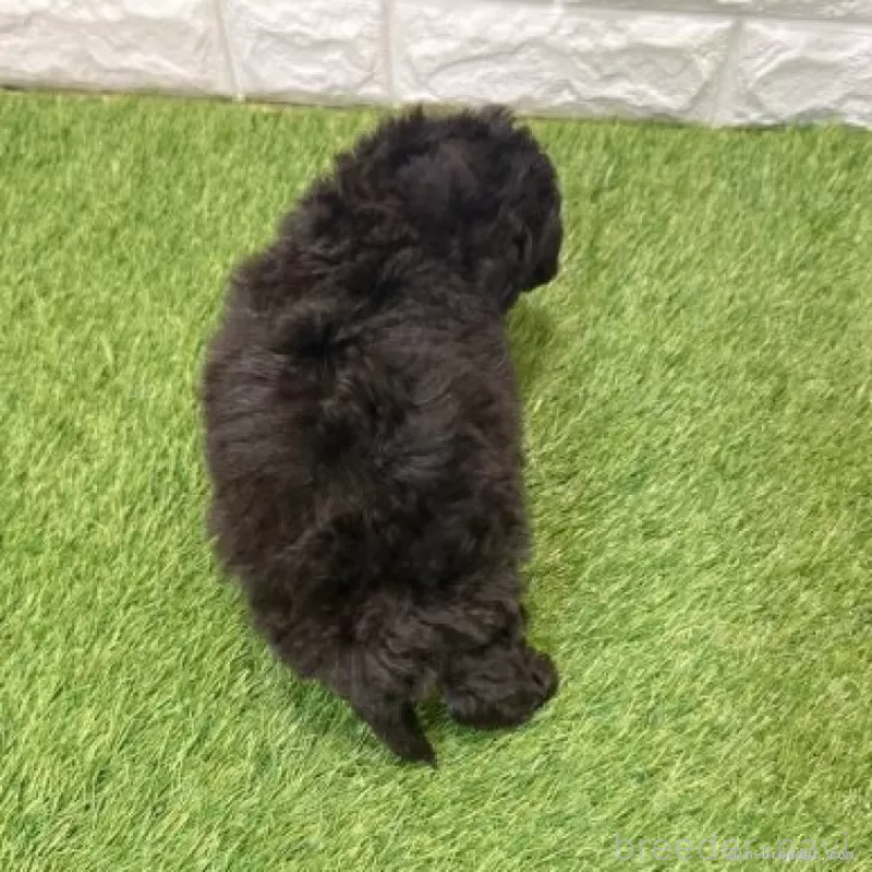 販売中の愛知県のトイプードル-434255の2枚目