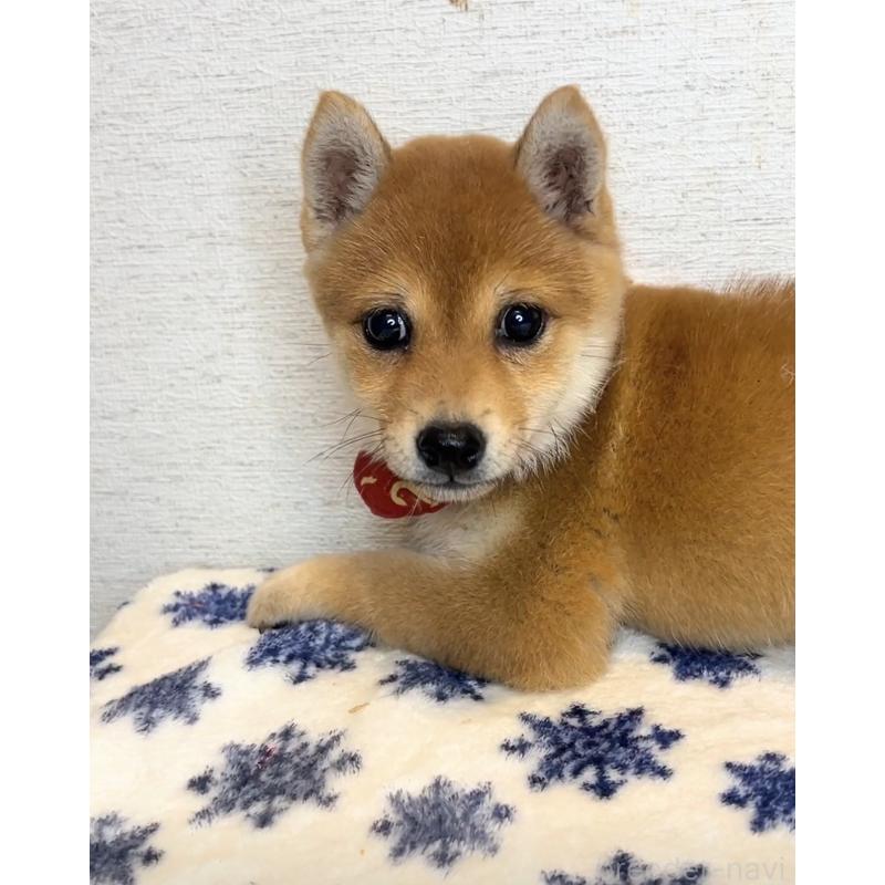 販売中の茨城県の豆柴-429593の3枚目