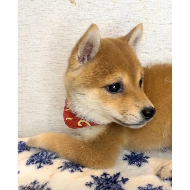 販売中の茨城県の豆柴-429593の2枚目