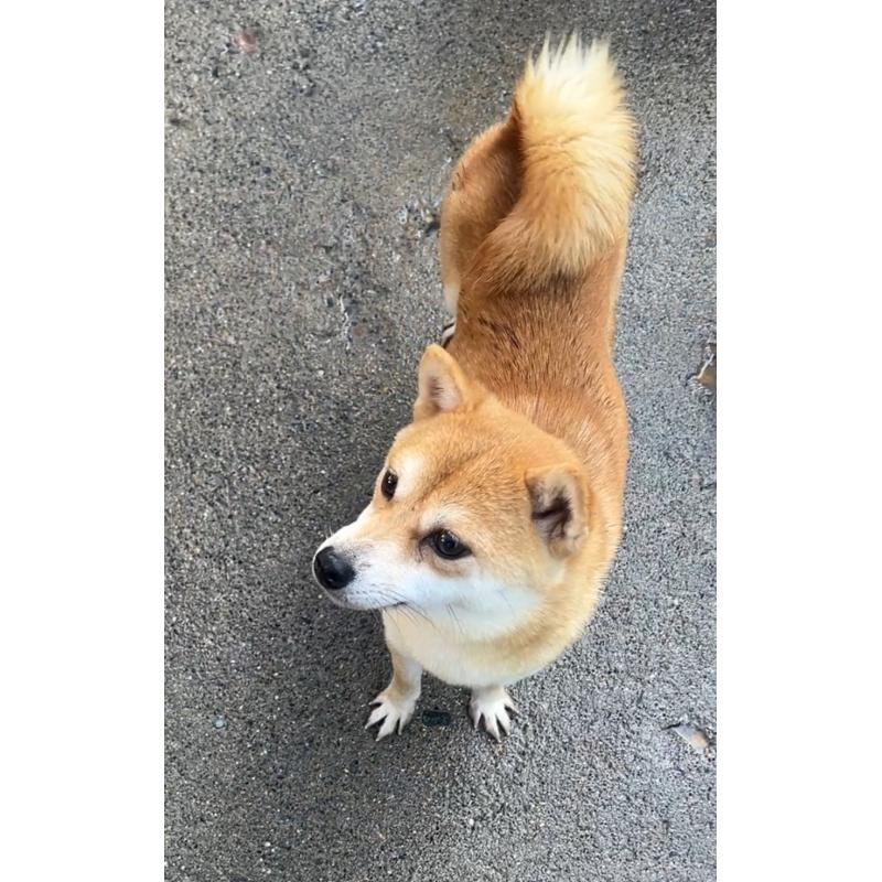 そぼろちゃん1枚目