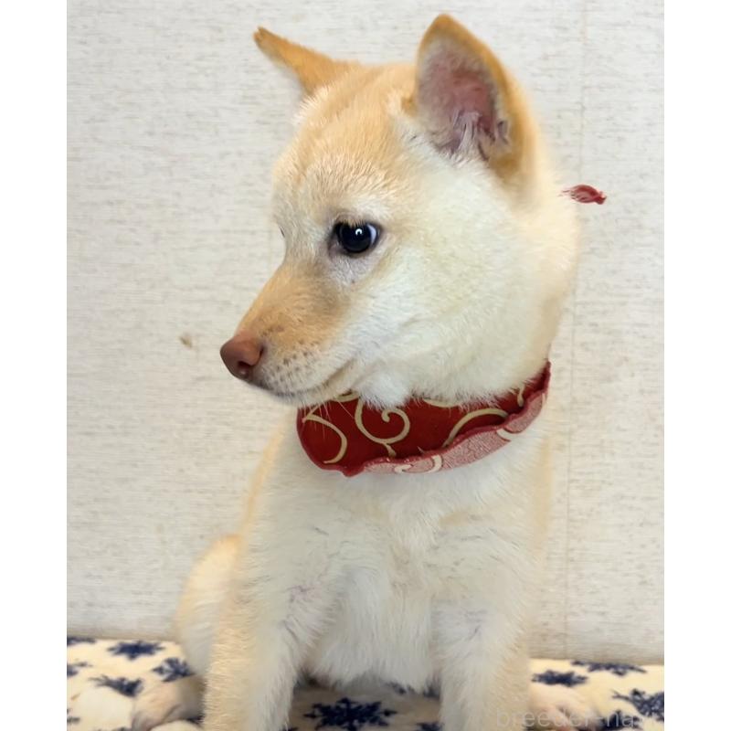 成約済の茨城県の豆柴-412240の4枚目