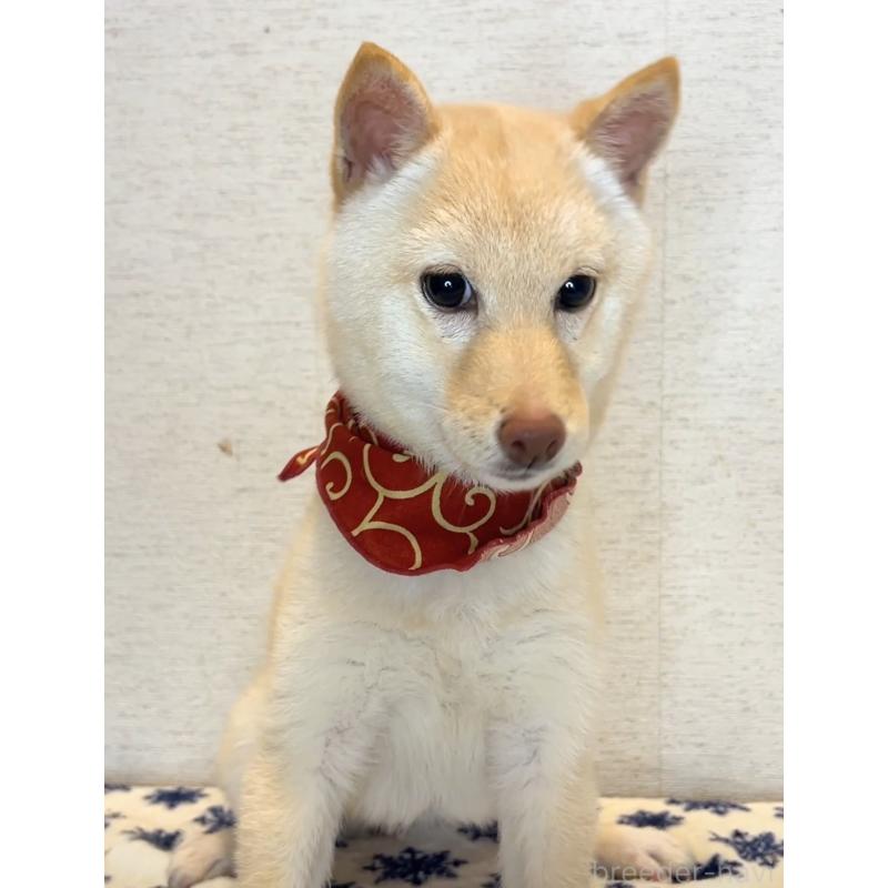 成約済の茨城県の豆柴-412240の2枚目