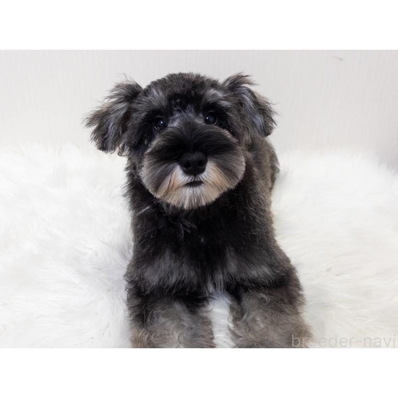 販売中の神奈川県のミニチュアシュナウザー-413943の2枚目