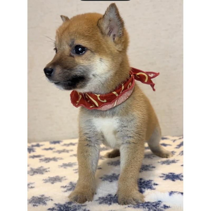 販売中の茨城県の豆柴-424336の5枚目